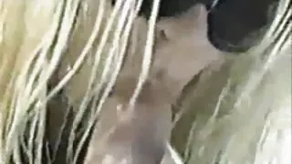 O tarfa excitata a adus un mascul sa faca sex fete sec